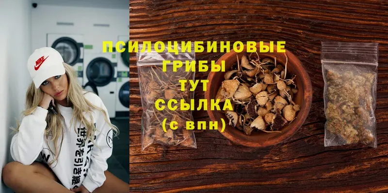 наркота  Ивдель  Псилоцибиновые грибы Psilocybe 